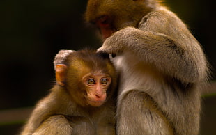 two brown primates cuddle