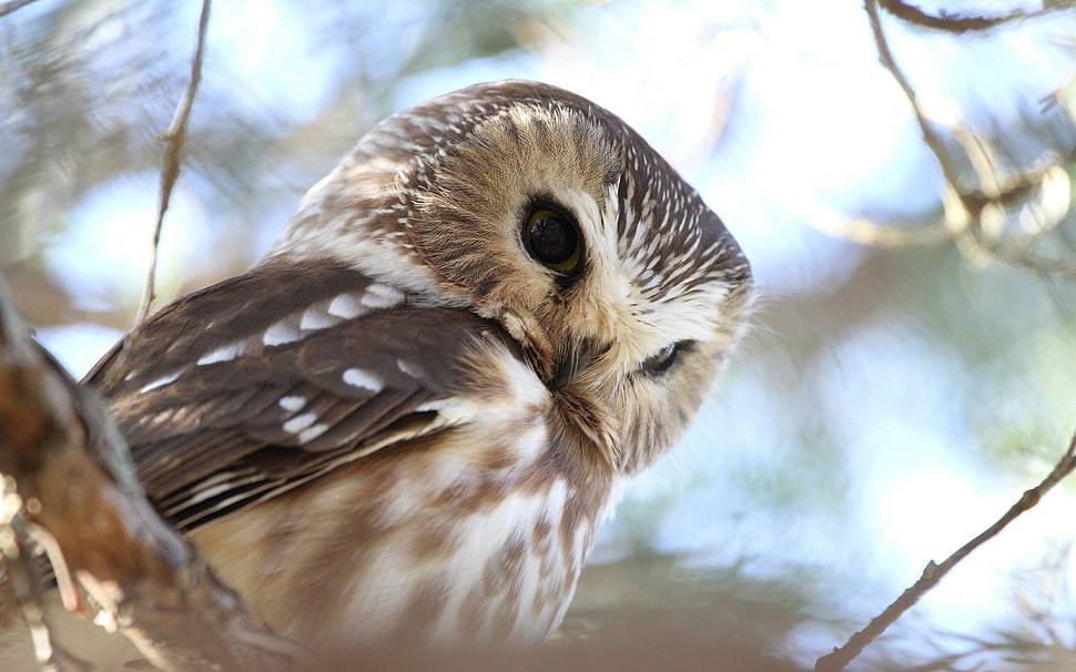 selective focus photograph of Barn Owl HD wallpaper
