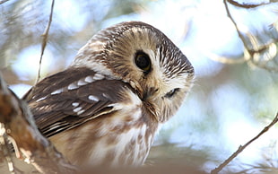 selective focus photograph of Barn Owl