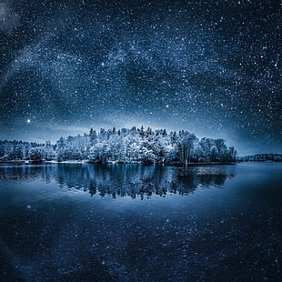 forest illustration, night, landscape, winter, stars