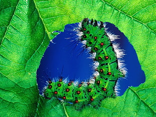 green and black catterpillar HD wallpaper