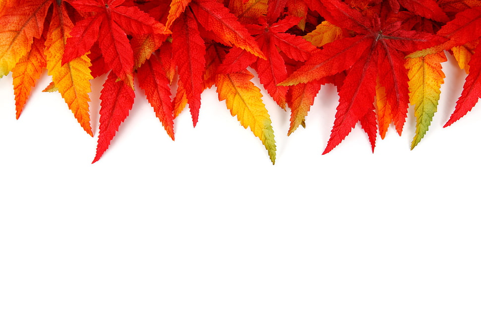photo of red and yellow leaves HD wallpaper