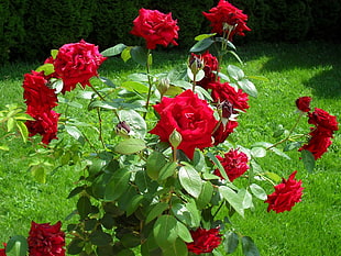 closeup photography of red roses