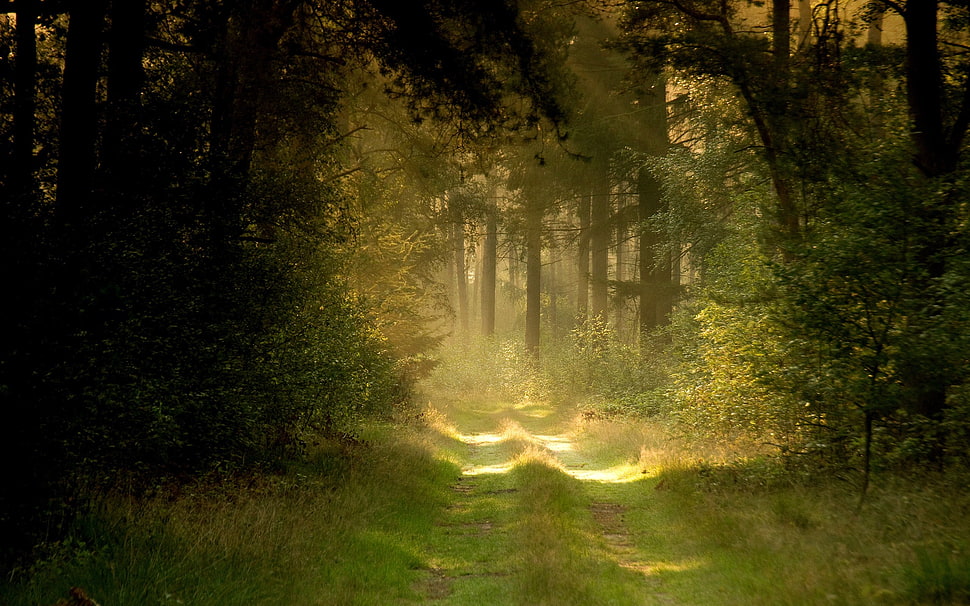 green leafed tree, forest HD wallpaper