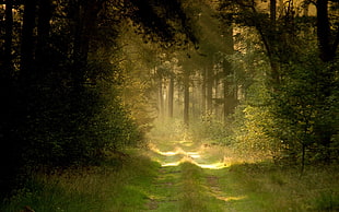 green leafed tree, forest