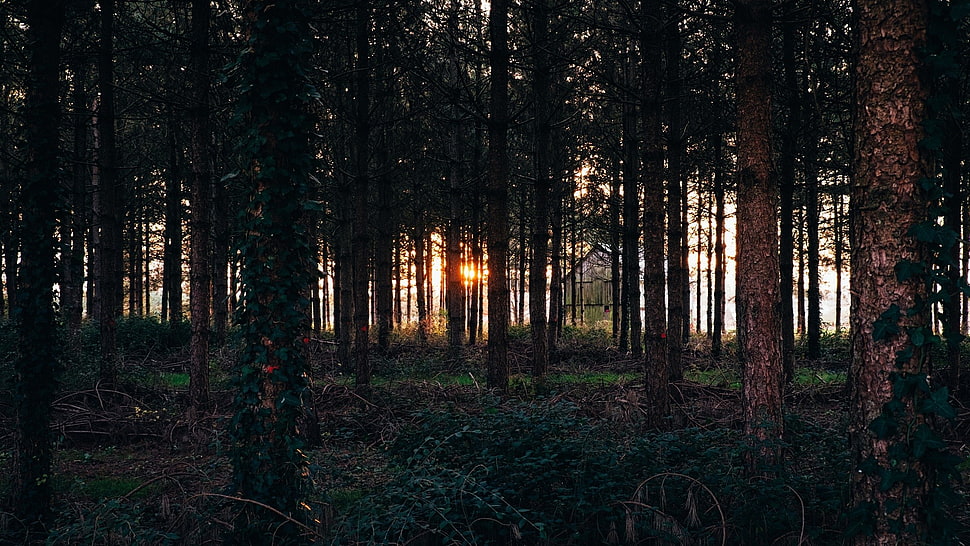 tall green trees, nature, trees, forest, sunset HD wallpaper