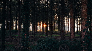 tall green trees, nature, trees, forest, sunset