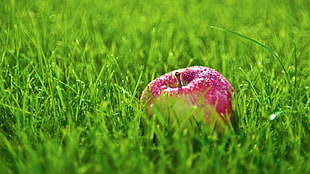 red apple on green grass lawn during daytime HD wallpaper