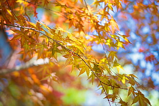 brown leaf tree HD wallpaper
