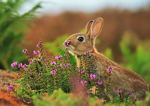 selective photography of brown rabbit near pink flowers