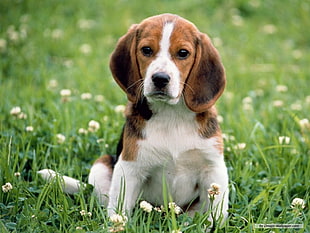 brown and white long-coat Beagle puppy
