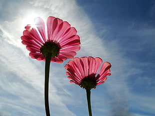 worm view of two pink flowers