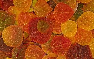 brown leaves with water droplets HD wallpaper