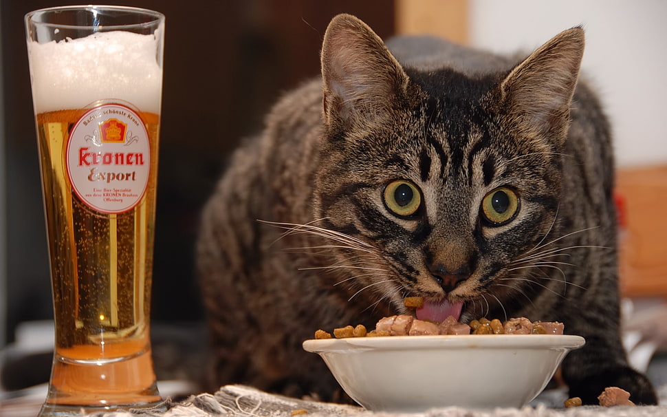silver Tabby cat eating HD wallpaper