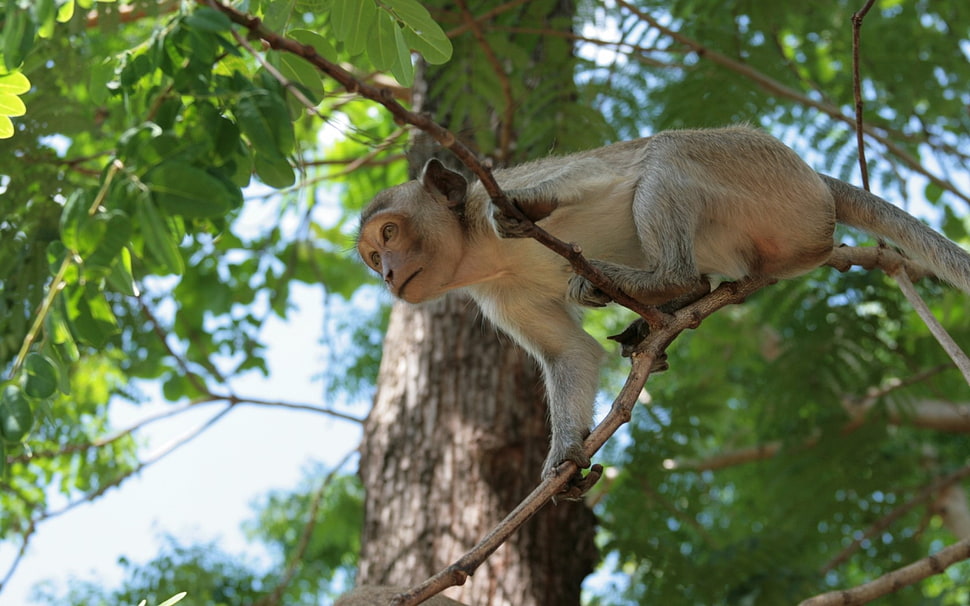 white and gray monkey on tree branch HD wallpaper