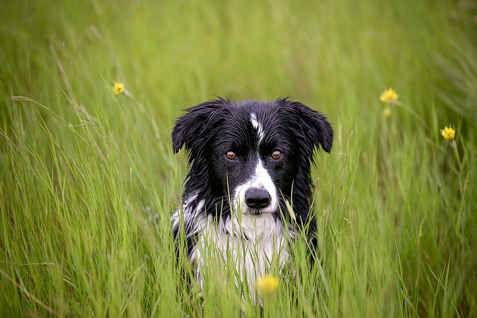 long-coated black and white dog sitting on grassy field HD wallpaper