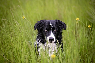 long-coated black and white dog sitting on grassy field HD wallpaper