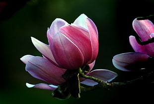 selective focus photography of pink Magnolias HD wallpaper