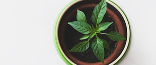 green leafed sapling, plants, minimalism HD wallpaper