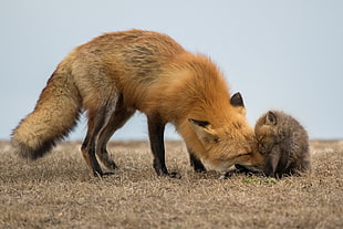 red fox and kit, animals, fox, baby animals