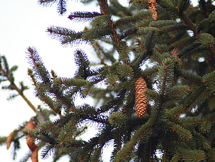 green pine tree with bl
