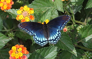 Spicebush swallowtail butterfly, spotted