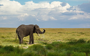 brown elephant on green grass field at daytime