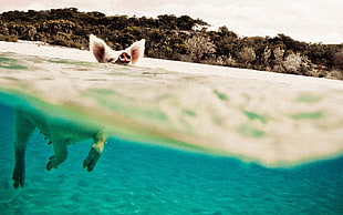 pig swimming on sea at daytime