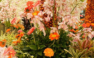 closeup photo of assorted color petaled flowers