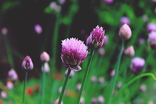 purple flowers, Chives, Garlic chives, Chinese chives HD wallpaper