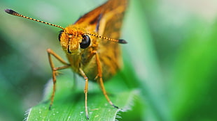 skipper moth perched on green leaf closeup photography