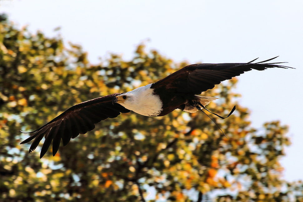 bald eagle flying near green leaf tree during daytime, bedfordshire HD wallpaper