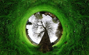 little planet photography of brown leafless tree