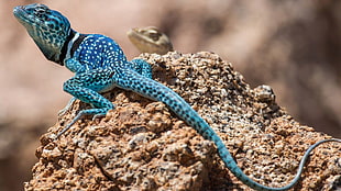 blue reptile on brown rock