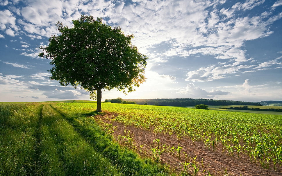 green leafed tree and green grass, nature HD wallpaper