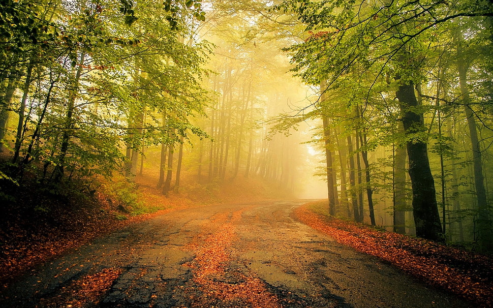 Road between forest during daytime HD wallpaper | Wallpaper Flare