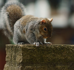 selective focus photography of gray Squirrel on concrete surface