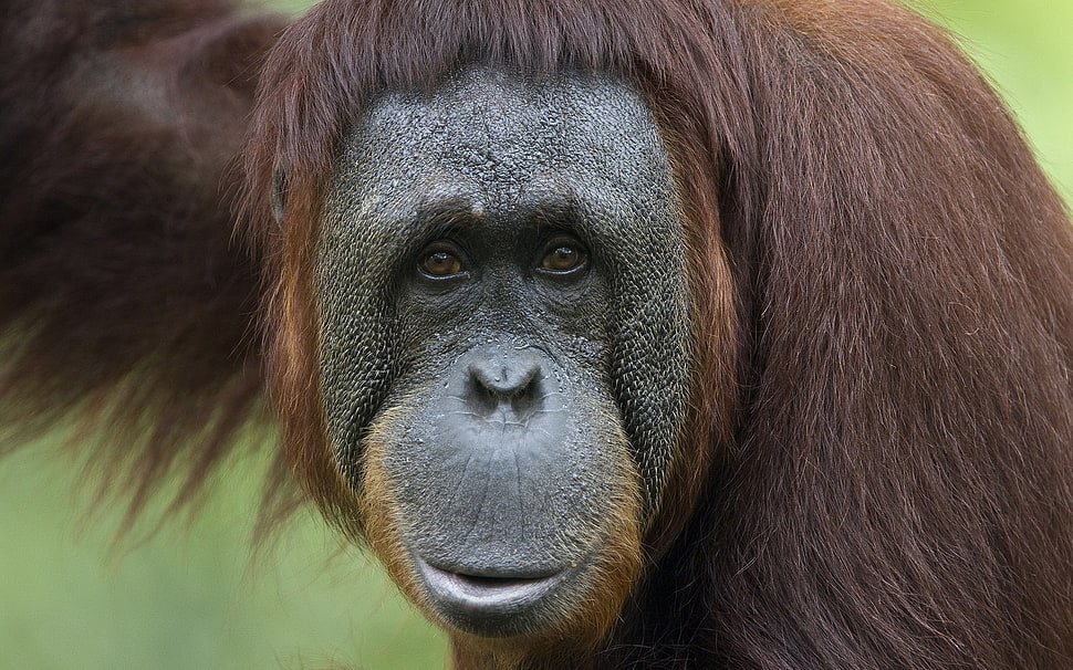 closeup photo of brown monkey HD wallpaper