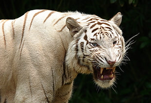 albino Tiger