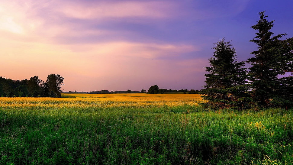 green grass field and trees, landscape, field, clouds, grass HD wallpaper