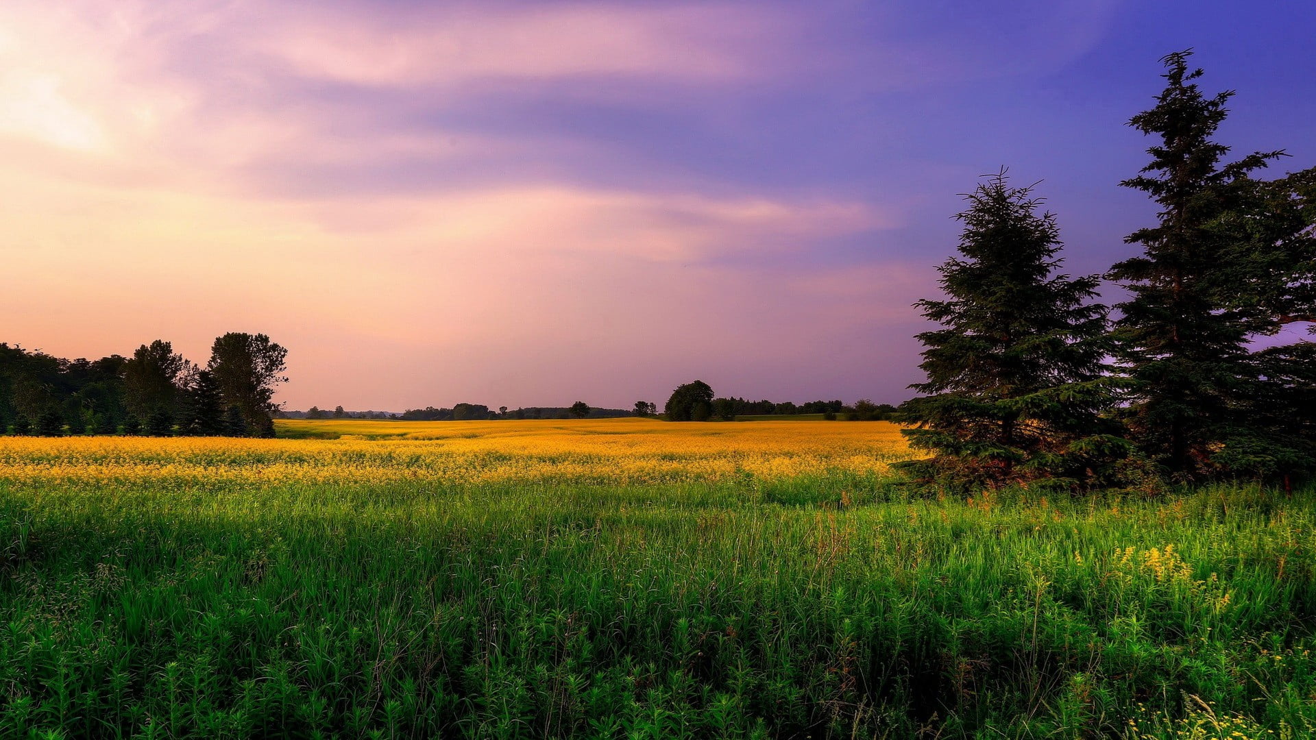 green grass field and trees, landscape, field, clouds, grass