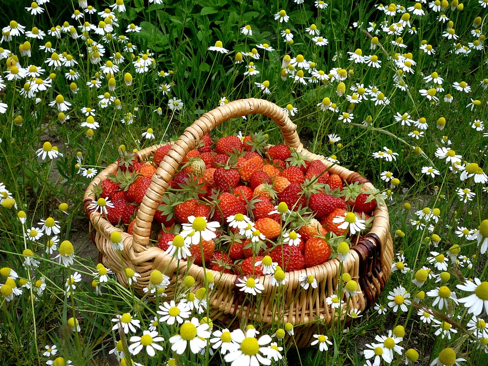 white flowers beside brown basket filled with strawberries HD wallpaper