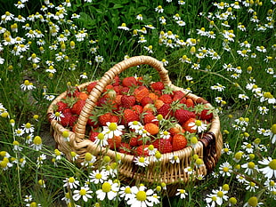 white flowers beside brown basket filled with strawberries