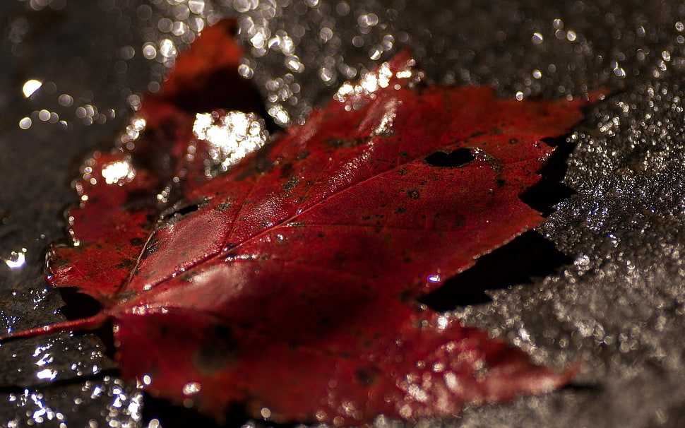 macro shot photo of brown maple leaf HD wallpaper