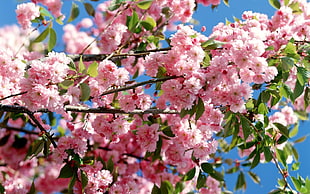 pink flowers on tree