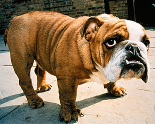 closeup photo of tan and white American Bulldog