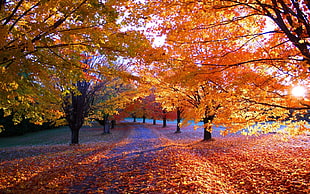 landscape photography of maple trees