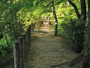 pathway between green trees HD wallpaper