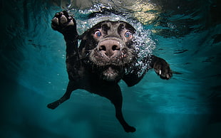 short-coated black dog, dog, underwater, swimming, animals