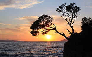silhouette photo of trees against the sun